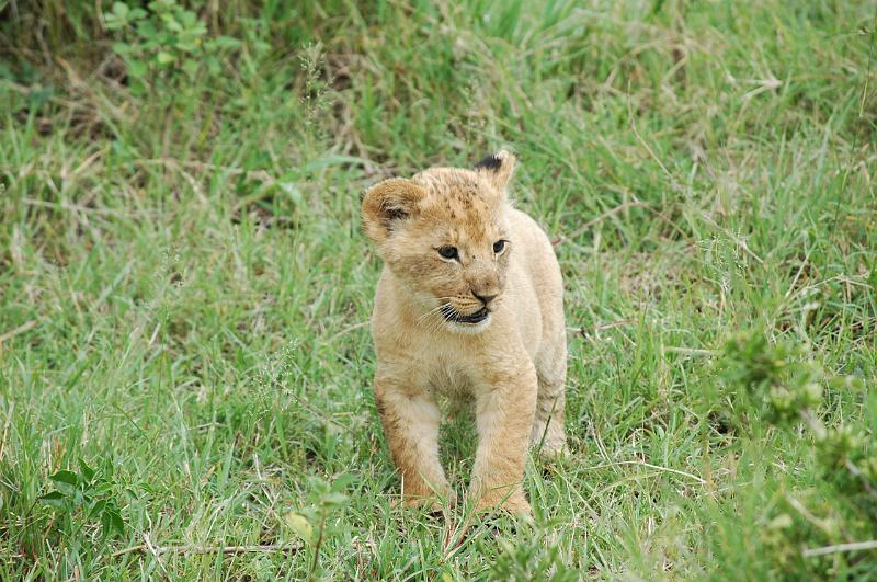 Cub is curious.JPG